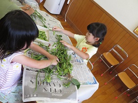 机に座った園児二人が新聞紙の上に広がる枝豆の枝から、枝豆をもいでいる