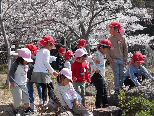満開の桜の木の下でお花見をしている園児たち