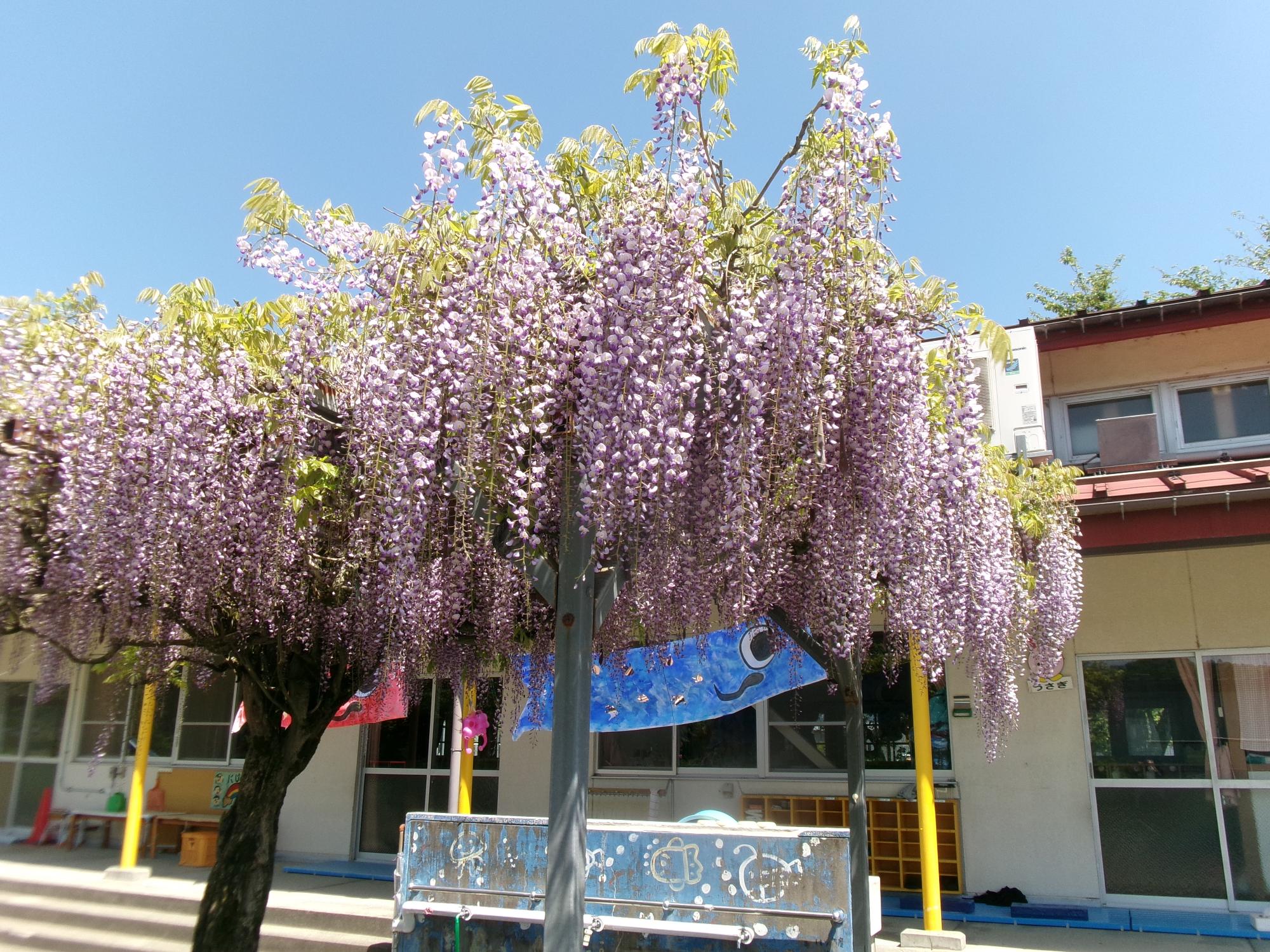 藤の花が満開です