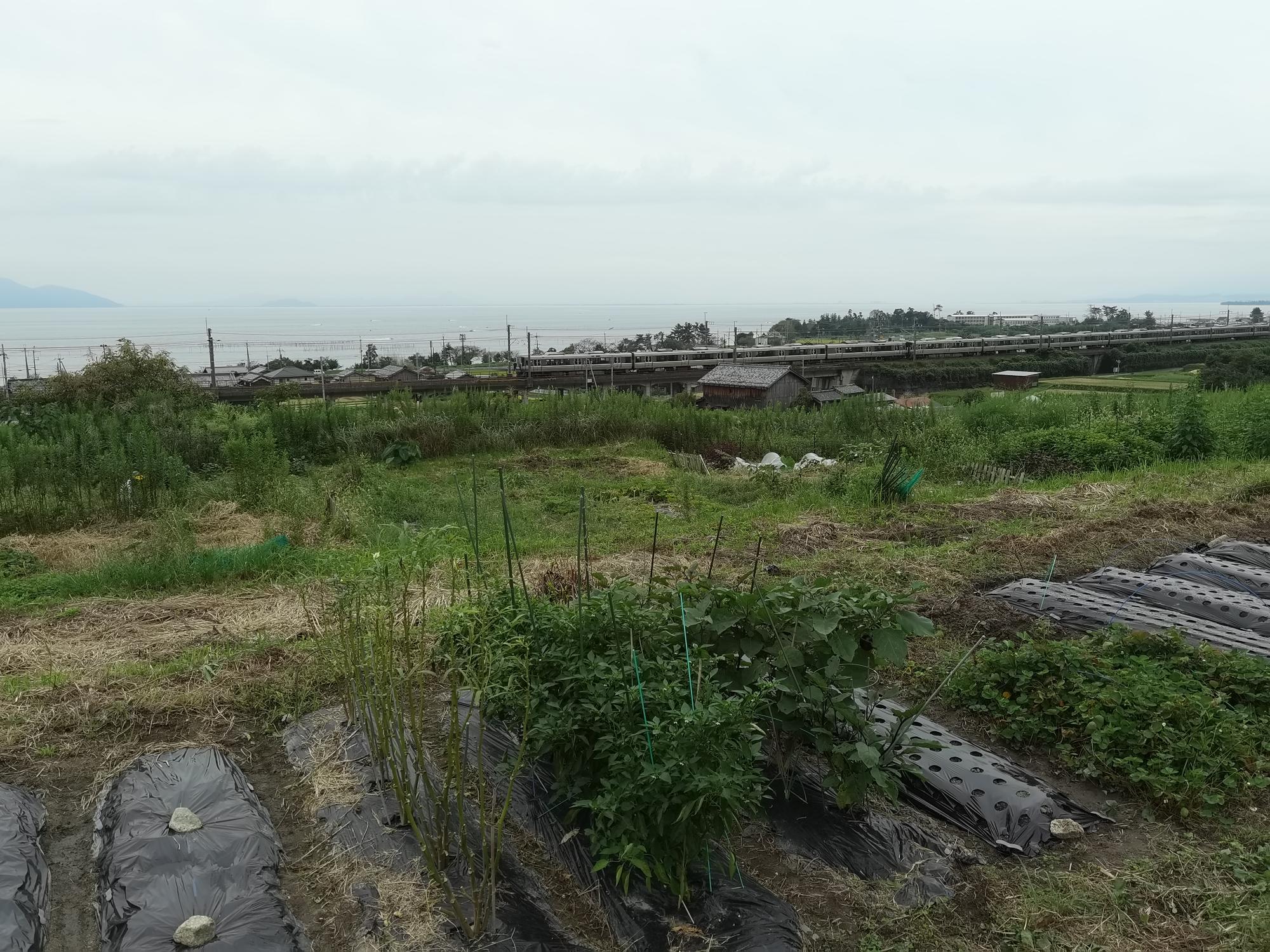 琵琶湖を背景に、黒いビニールシートが敷かれた畑に野菜が栽培さている農園の写真