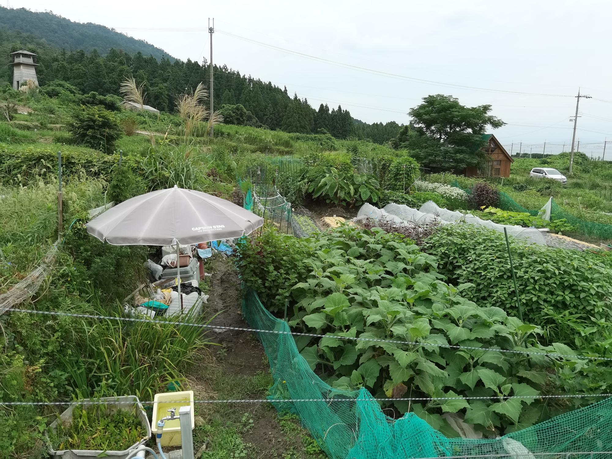 様々な野菜が栽培されていて、脇に休憩スペースのベンチとパラソルが立っている農園の写真