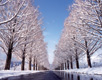 除雪された道路両脇に背の高い大きな木が立ち並びその奥に青空が広がるマキノ町の雪景色の写真