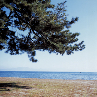 左側から木の枝が伸びている砂浜の奥に琵琶湖と空の水平線が見える萩の浜水泳場の写真