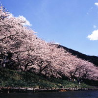 琵琶湖の岸のすぐそばに満開の桜の木が並んで咲いている「海津大崎の桜」（マキノ）の写真