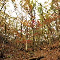 葉が赤やオレンジで色づく細長い木がたくさん生えている「生杉のブナ原生林」（朽木）の写真