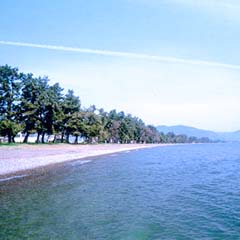 琵琶湖の砂浜から数メートルの場所に松の木が見えなくなるほど奥まで続いている様子を琵琶湖の浅瀬から撮影した写真