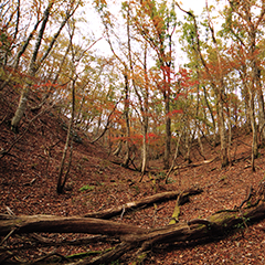紅葉に色づくブナの木と落ち場で赤く染まる地面の写真