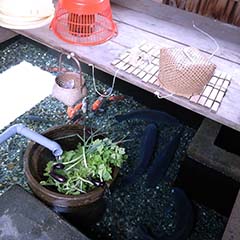 管から端池に置かれた植木鉢に水が流れ、池に複数のコイが泳いでいる様子の写真