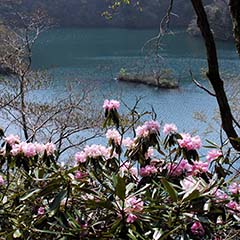 ピンク色のシャクナゲの花が咲く奥に淡海湖が見える写真