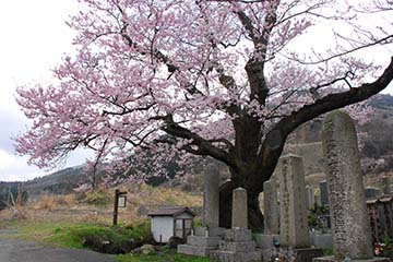 大きく広がり枝分かれしきれいなピンク色の花が咲く清水（しょうず）の桜全体の写真