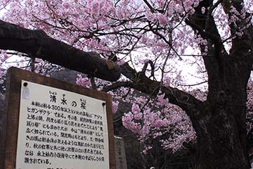 桜の木の根元にある案内板を桜の花が写るアングルから撮影した写真
