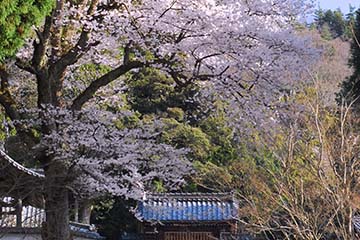 酒波寺の山門に至る石段の途中に咲く大きな行基桜の写真
