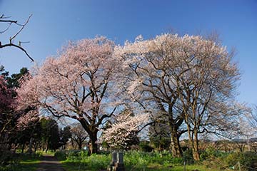 青空の下、2つの大きな桜の木が並んで咲いている今津町深清水の夫婦桜の写真