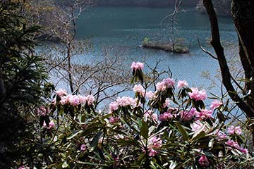 薄いピンク色のシャクナゲの花がいくつか集まって咲いている奥に淡海湖が見える写真