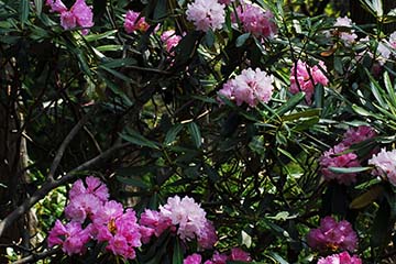 薄いピンクや赤みがかったシャクナゲの花がいくつか集まって咲いている写真