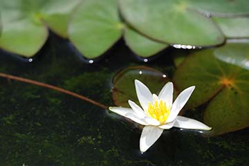 中央の黄色い雌しべや雄しべの周りから、白く細い楕円形の花びらがつき水面に浮いているヒツジグサとその葉の写真