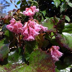 先が細かく分かれたピンク色の花びらを下向きにつけて十数個の花が集まって咲いているオオイワカガミの写真