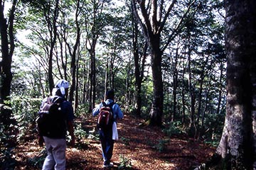 ブナの木がたくさん生えている林の中を2人の登山客が歩いている写真