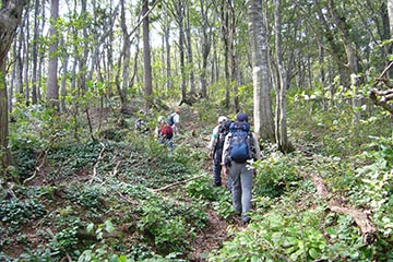 ブナの木がたくさん生えている林の中を4人の登山客が並んで歩いている写真
