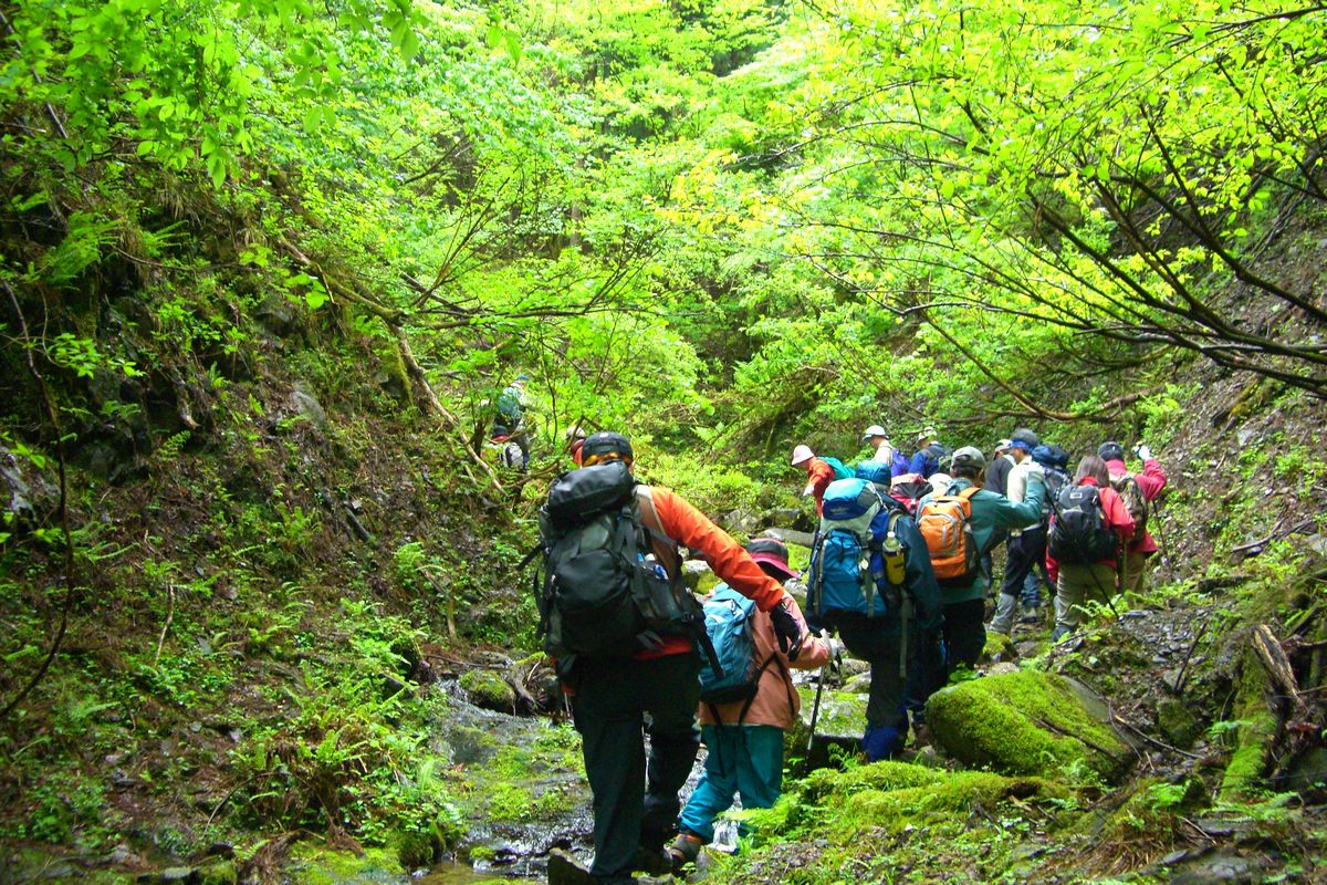 自然が溢れる森の中を1列に並んで登っていくトレイル参加者の写真