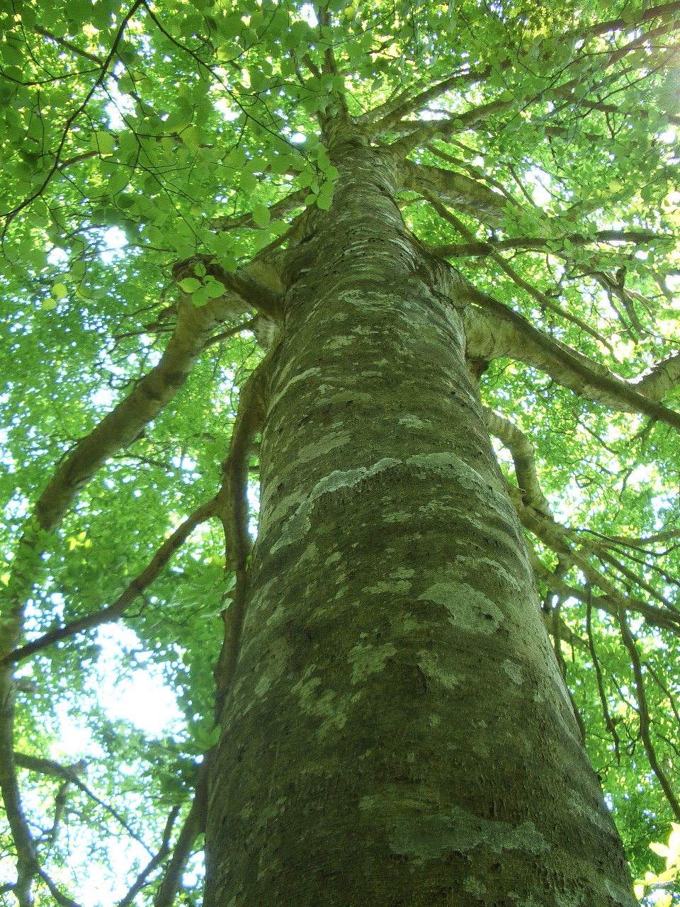 森の中にある大木を根元から上に向かって撮影した写真