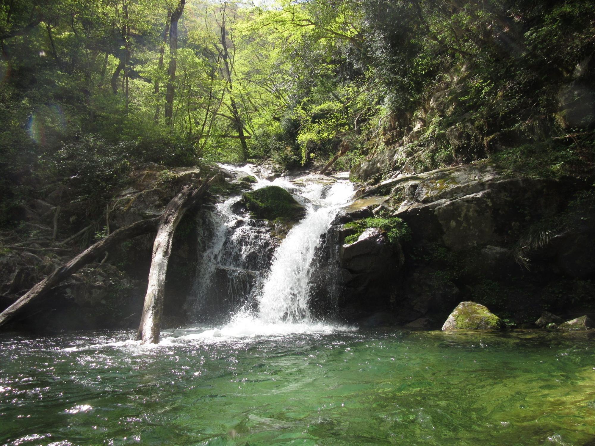 木々が生い茂る自然豊かな水辺で、大量の水が上から降り注ぎ滝を成している八ッ淵の滝の写真