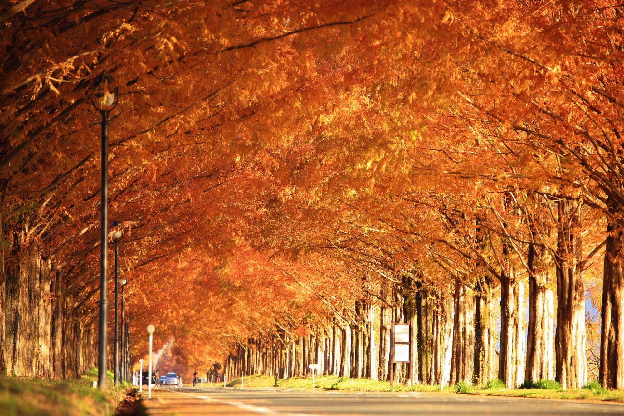 メタセコイア並木の秋の紅葉の写真