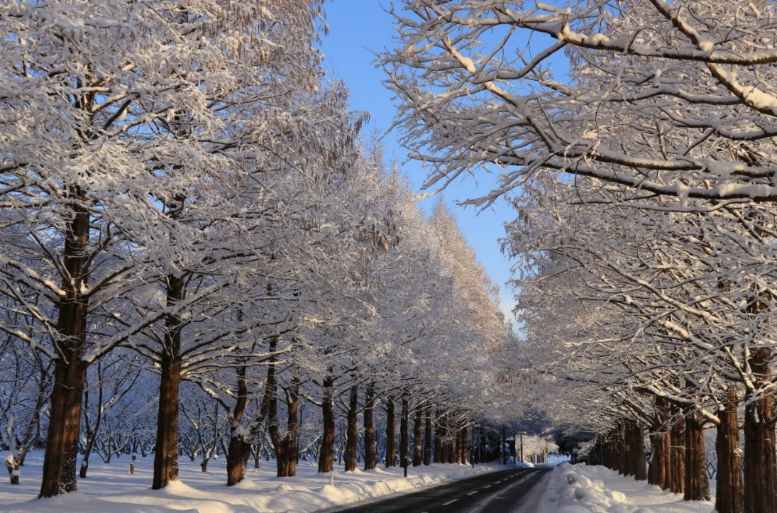 メタセコイア並木の冬の雪景色の写真