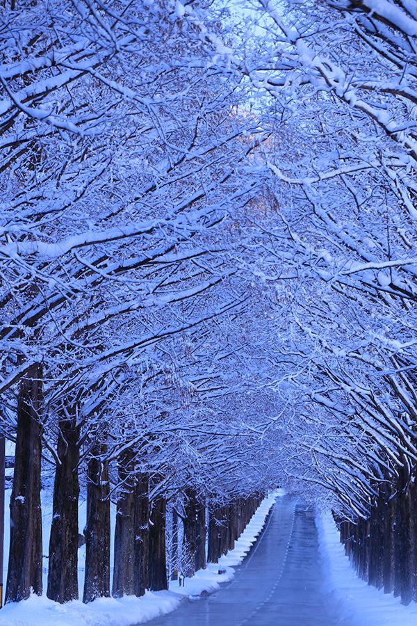 着雪（2月）枝や道路脇に雪が積もっており、メタセコイア並木の様子を並木の中央から撮影した写真