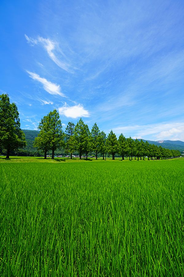 深緑（7月）の青空の下、横並びに並んだメタセコイア並木の様子を田んぼから撮影した写真
