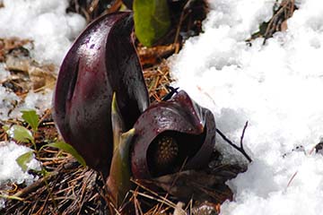 雪と雌雄異熟の両性花のザゼンソウの写真