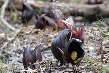 開花した中心部のクリーム色をした楕円形のものに、ブツブツが付いたザゼンソウの写真