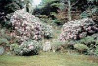 白やピンクや緑色の植物が混生している極楽寺庭園の写真