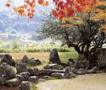 大小の石が置かれ、紅葉が美しく色づいている興聖寺（こうしょうじ）・旧秀隣寺庭園の写真
